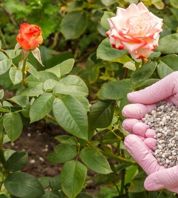 Дългодействащ тор за растения Field-Cote®CRF 6м - 1кг