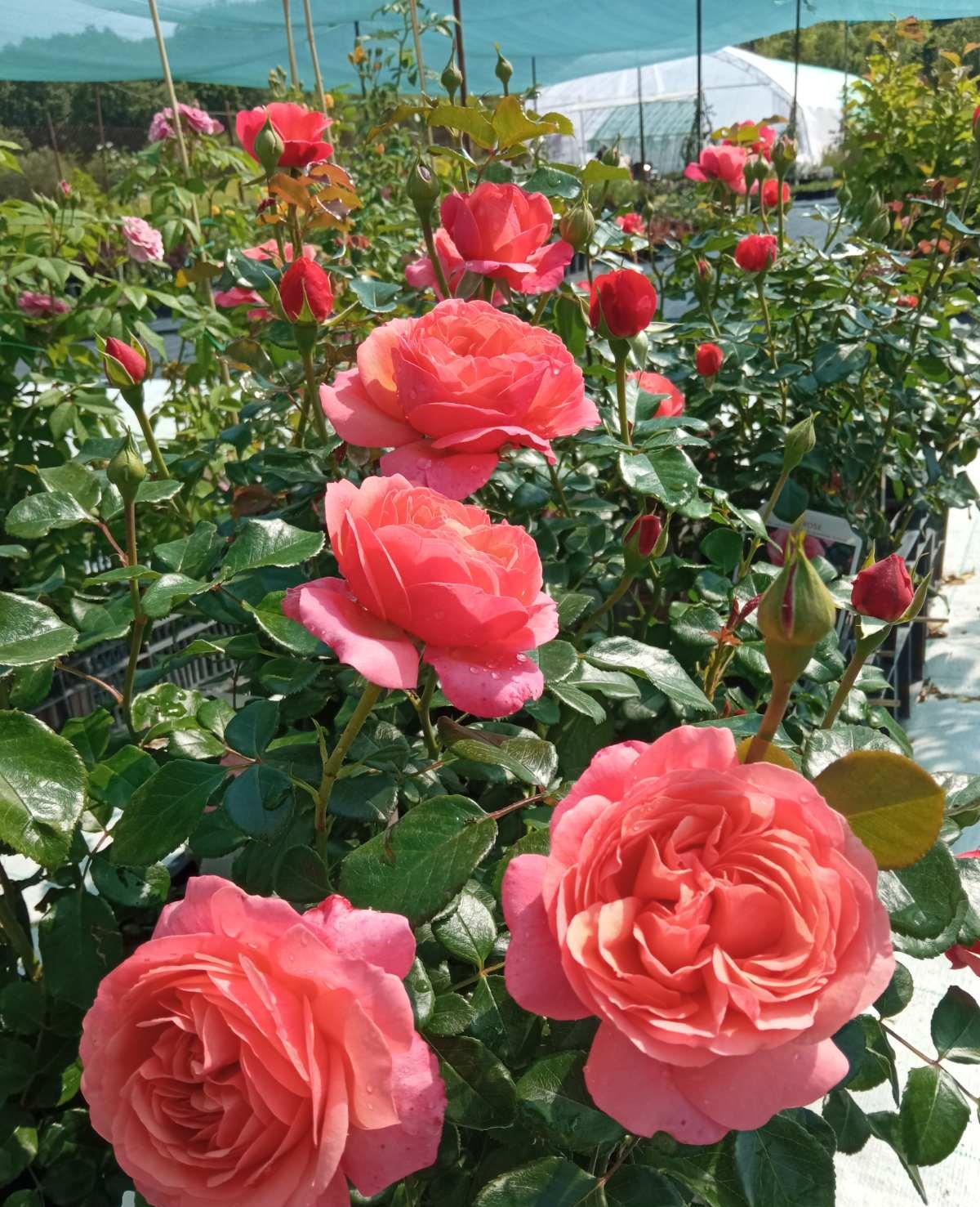 Коралова роза | Роза Coral Lions-Rose® | Nezabravka Roses