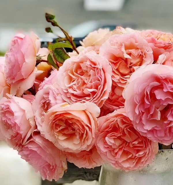 Роза Charlene de Monaco®