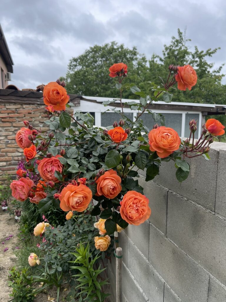 Tree Phoenix Tail Roses Щамбова роза Phoenix® | Nezabravka Roses