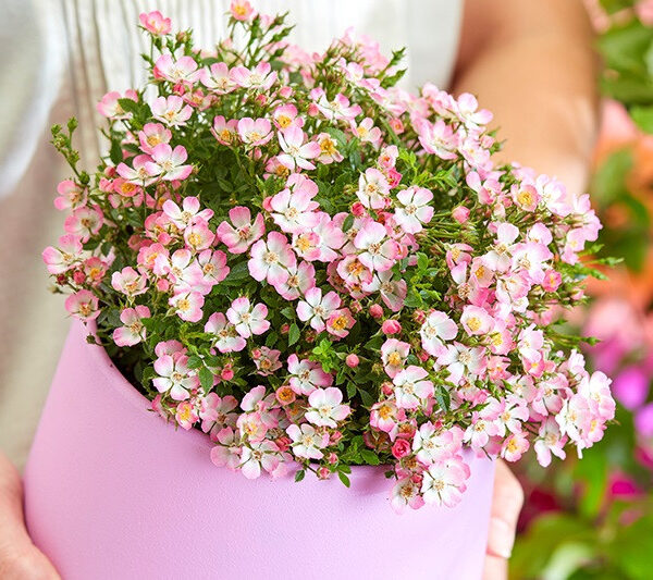 Роза 'Cutie Pie'