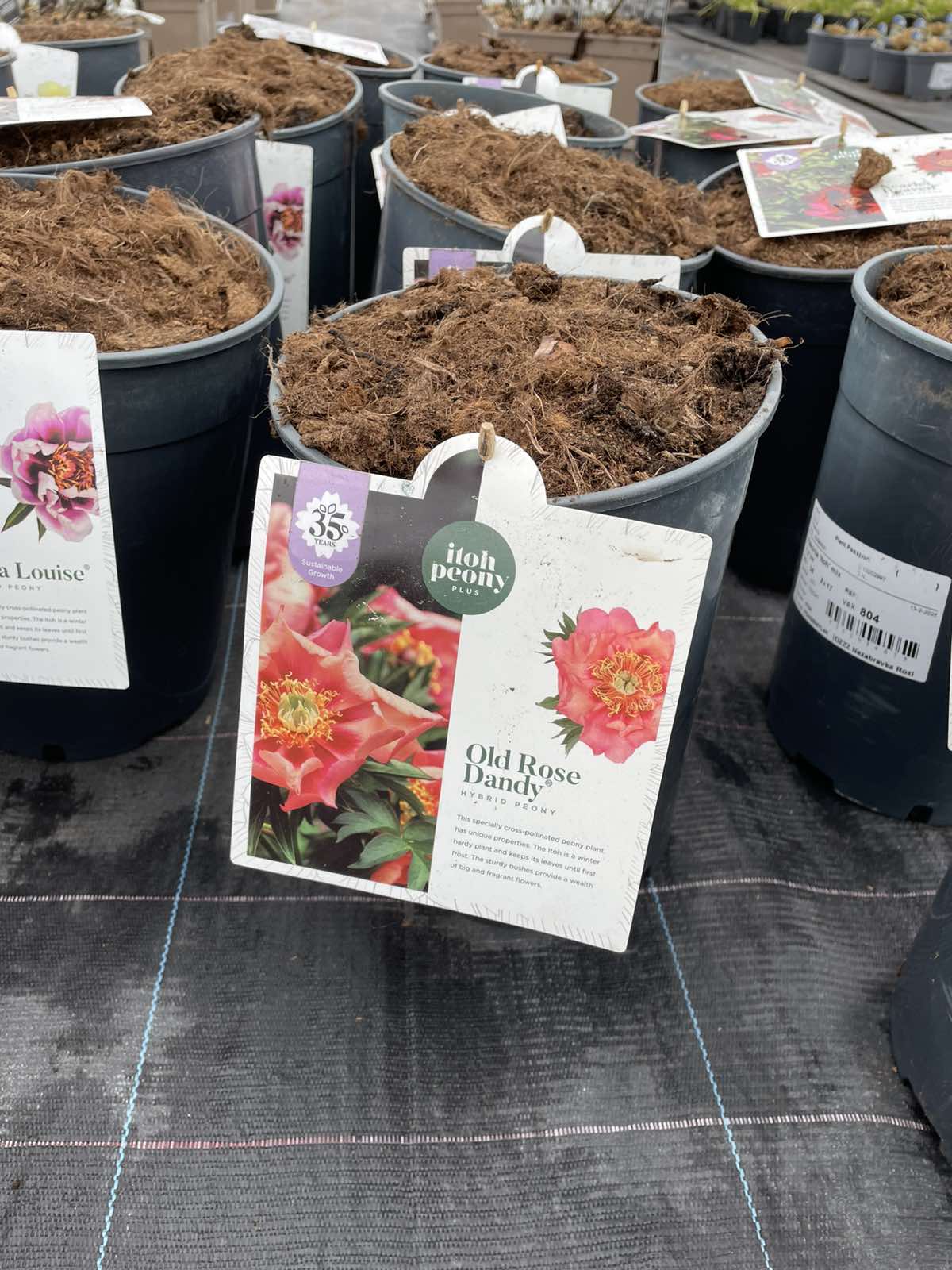 Paeonia itoh Old Rose Dandy | Nezabravka Roses
