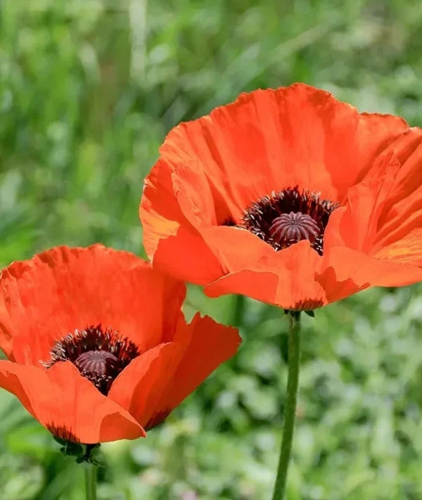 Papaver orient. Brilliant