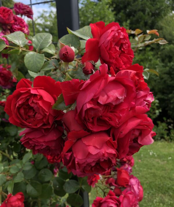 Роза Florentina®