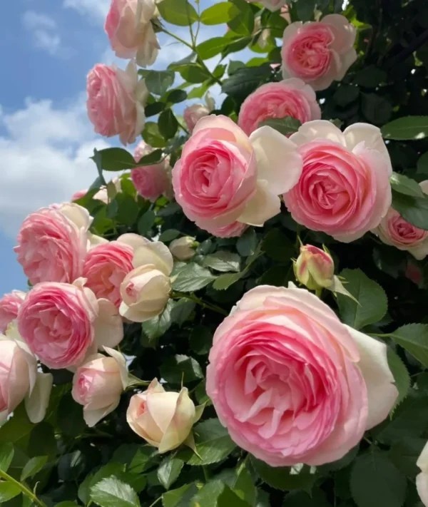 Роза Pierre de Ronsard® / Eden