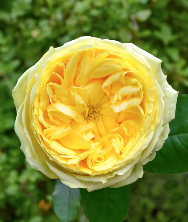 Роза Toulouse-Lautrec®