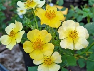 Роза 'Petit Soleil'