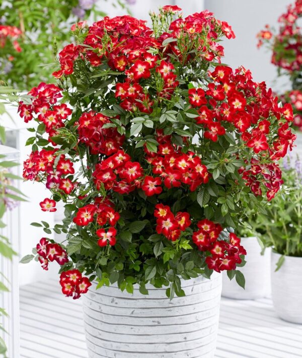 Роза 'Everglow Ruby'