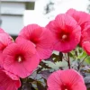 Hibiscus mosch. 'Carousel'® Pink Passion