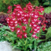 Penstemon Phoenix™ Red
