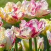 Лале / Tulipa 'Double Shake'