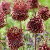 Алиум / Allium 'Red Mohican'