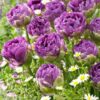 Лале / Tulipa 'Blue Wow'