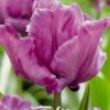 Лале / Tulipa 'James Last'