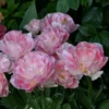 Лале / Tulipa 'Angélique'