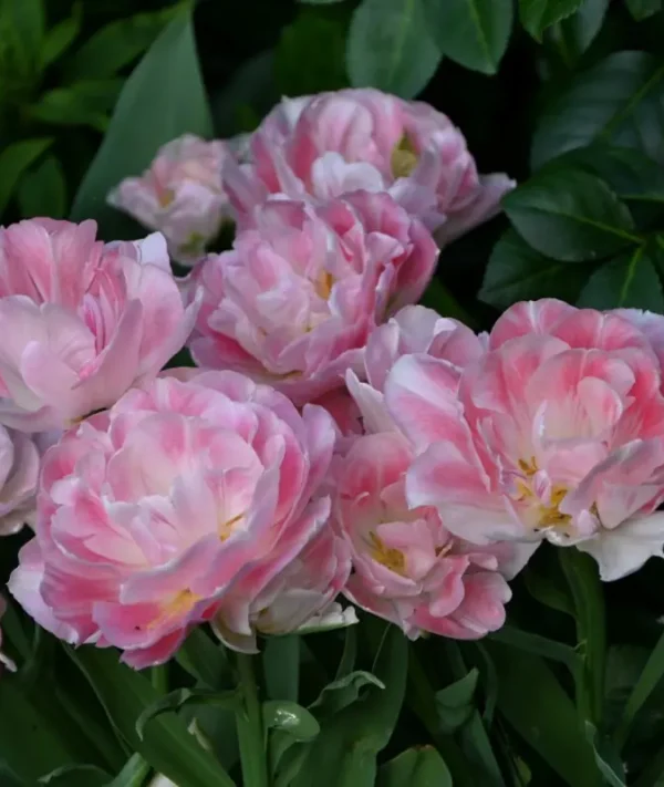 Лале / Tulipa 'Angélique'