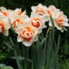 Нарцис / Narcissus 'Romantic Paradise'